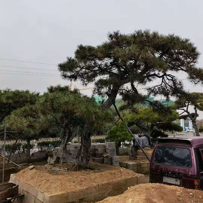 林木基地直供造型松园林绿化林木造型松景松造型黑松多种造型