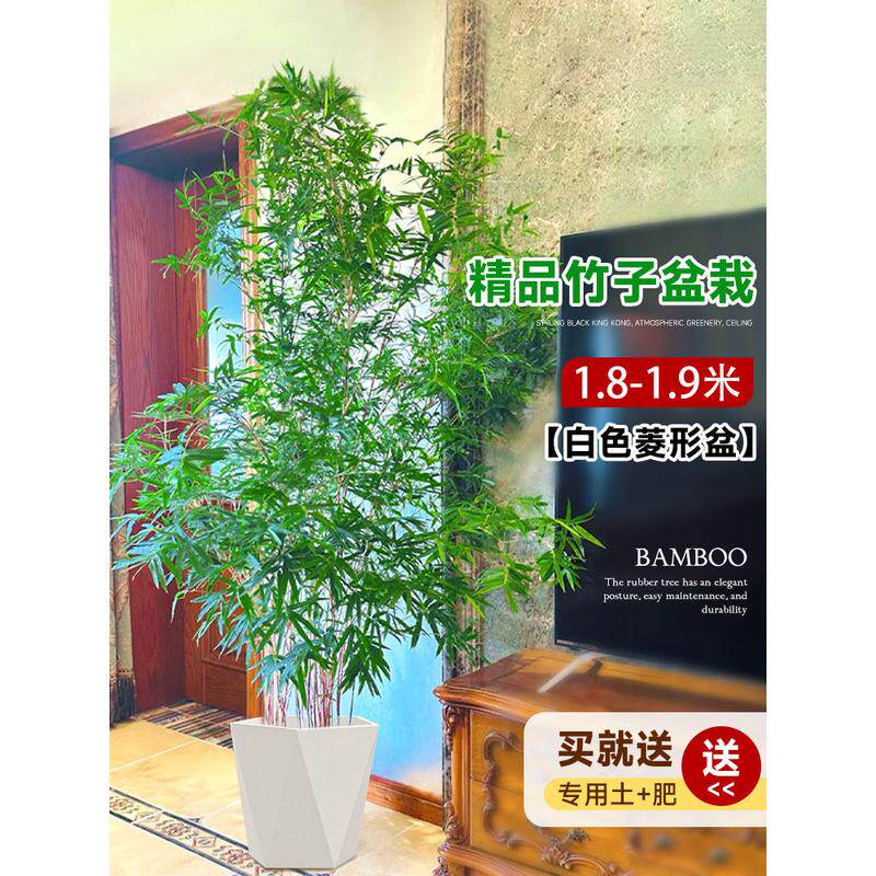 竹子盆栽落地客厅真树大型绿植室内大花盆好养活四季常青造景批发