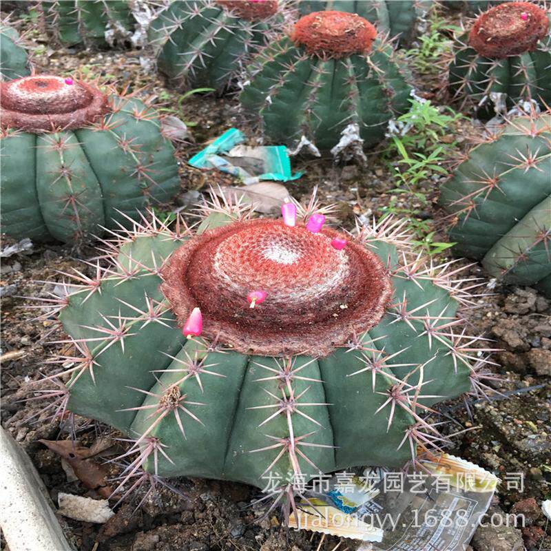 碧云实生开花沙生仙人球植物藏云15公分左右出云沙漠花卉植物观赏