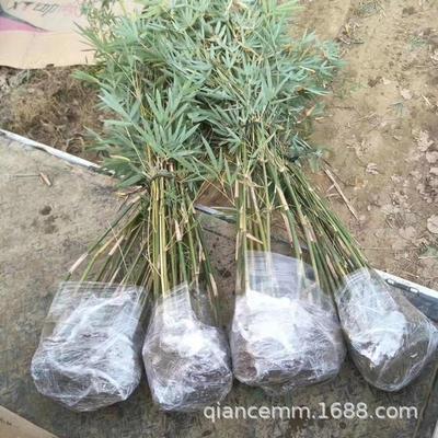 凤尾竹苗慈孝竹苗盆栽庭院花园竹子观赏风景竹竹类南北方四季常青