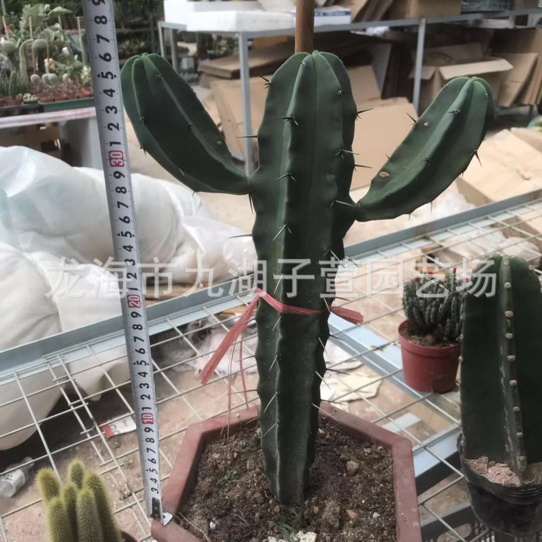 20-30cm龙神双测芽带木仙人球仙人掌多肉植物沙生植物批发