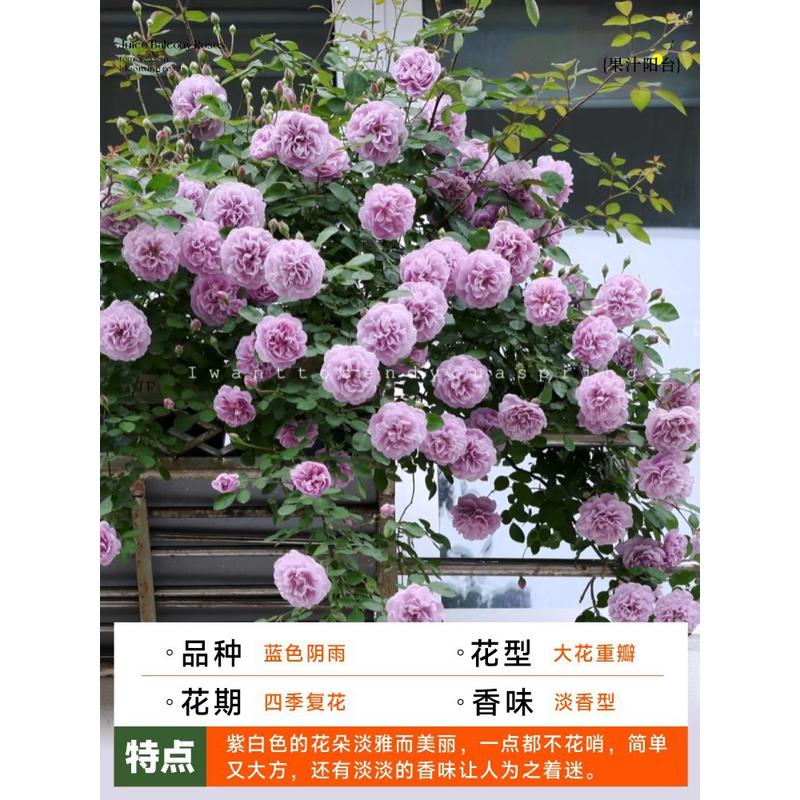 花室内多头棒棒糖阳台果汁阳台月季红花苗果汁灌木玫瑰花苗大盆栽