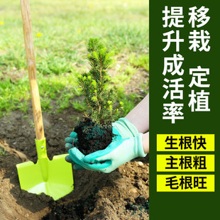 厂家批发移栽扦插育苗果树剂花卉定植强力生根剂生根壮苗蔬菜
