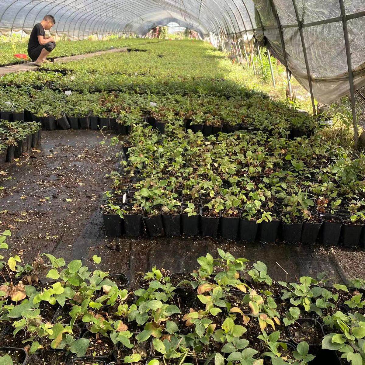 静光铁线莲二类大花早花系基地直销量大从优