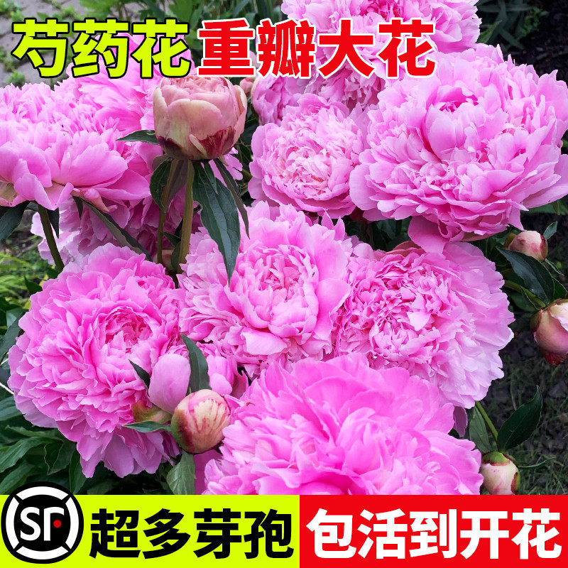 牡丹花盆栽带花苞芍药花苗院子里适合种的花四季开花好养庭院厂家