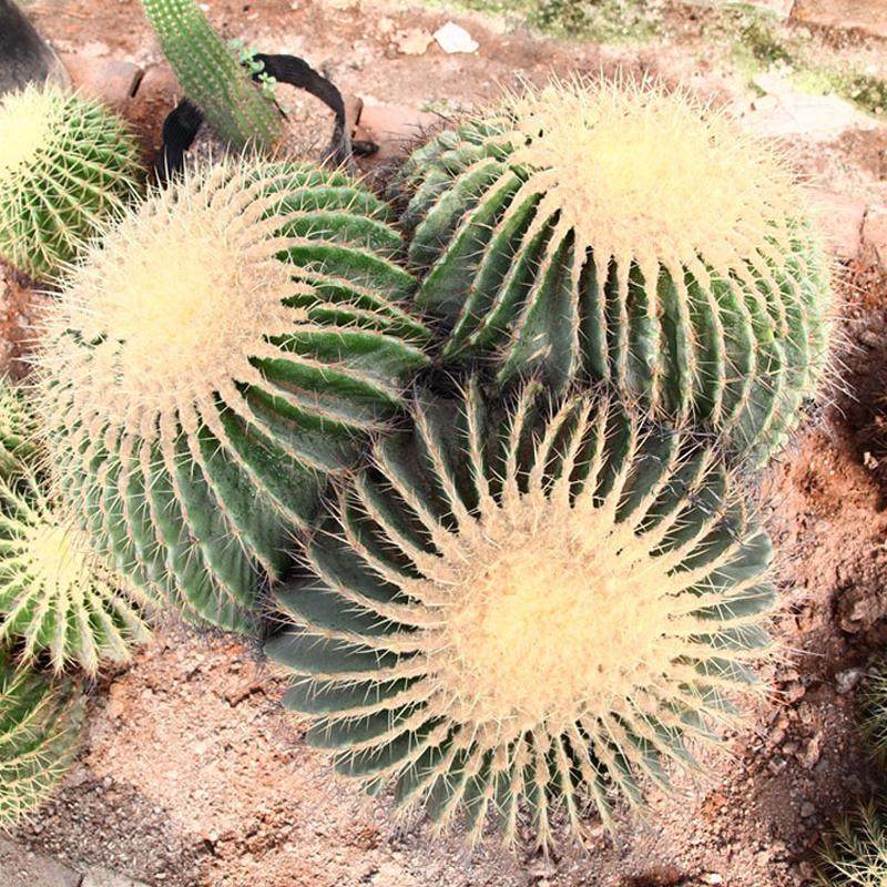 超大黄盆栽仙人球多头金虎刺园林展览布置沙生植物大型多浆植物