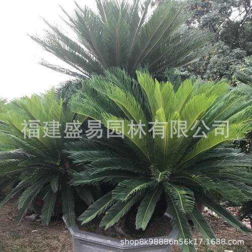 造型铁树盆景多头铁树供应丛生铁树大铁树基地铁树批发价格