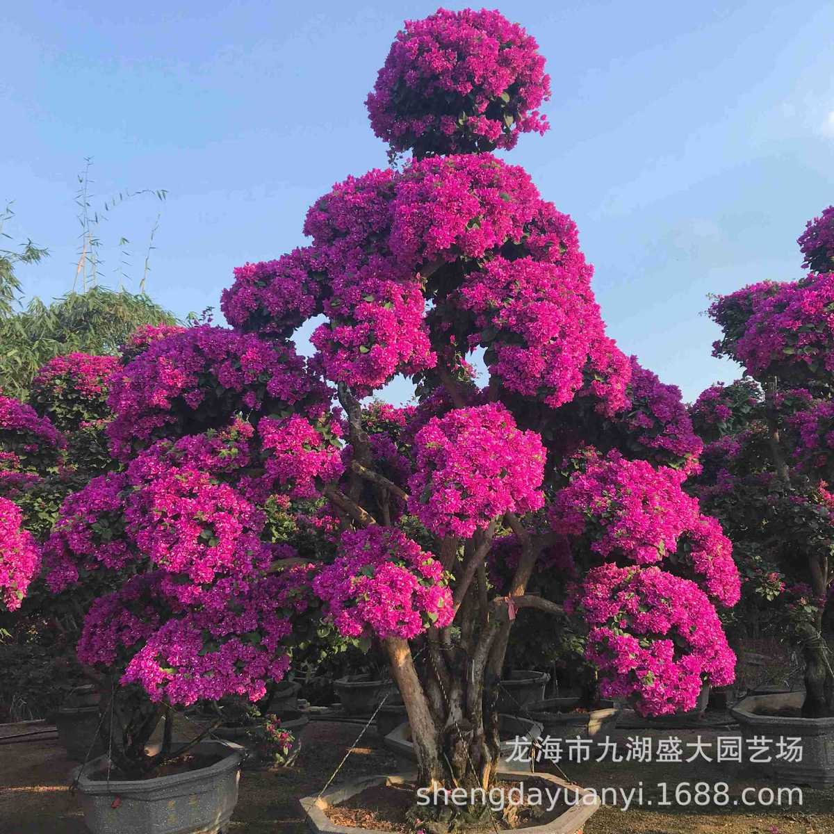 广西三角梅桩头报价重庆红花三角梅盆景五雀造型三角梅树桩价格