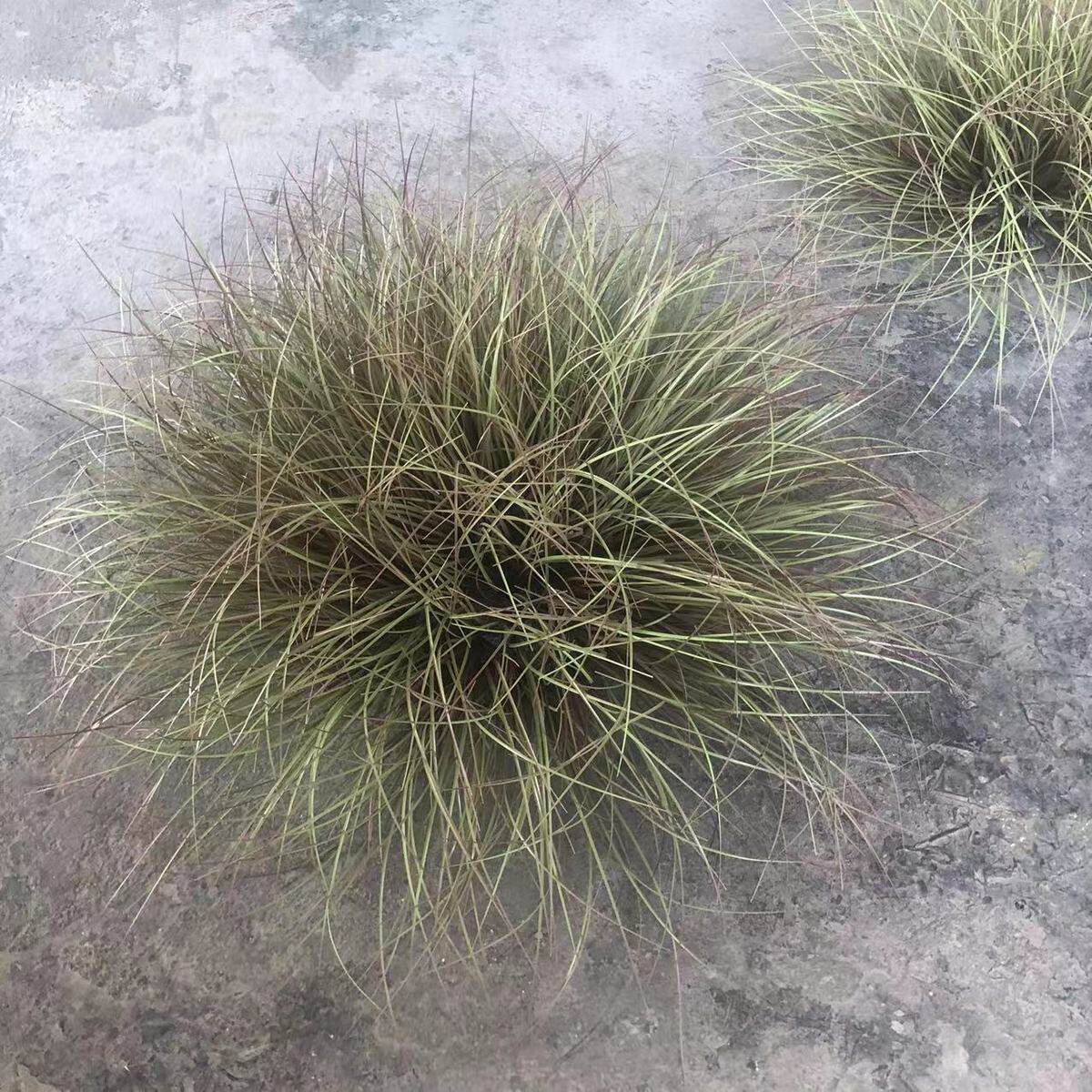 仿真草批发杂草堆洋葱草地面仿真芦苇造景搭配小配件仿真绿植蒲苇