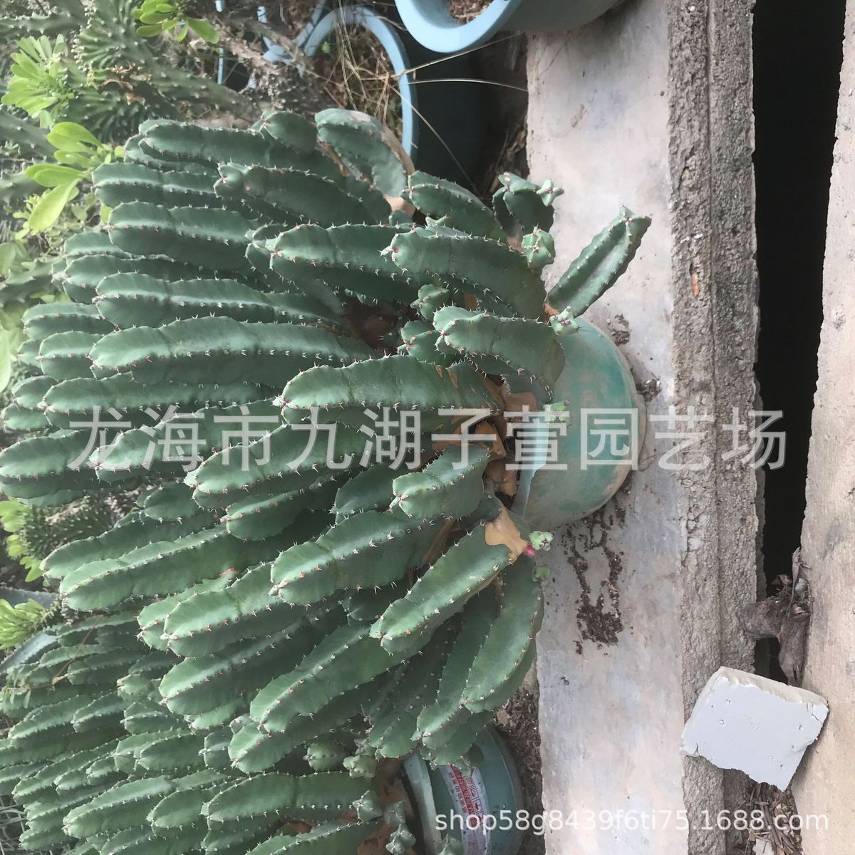 大戟科鹿角仙人白角麒麟麒麟柱水绿植盆栽多肉植物景观沙生植物