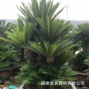 多头铁树基地丛生铁树大铁树盆景造型铁树盆景铁树批发价格