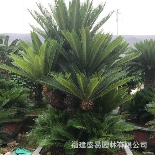 多头铁树盆景丛生铁树大铁树铁树造型铁树盆景基地批发价格