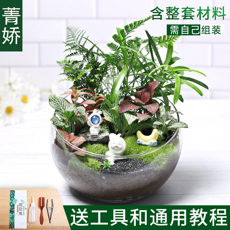 18切儿童种植小盆栽diy鲜活套装苔藓微景观材料包生态瓶创意植物