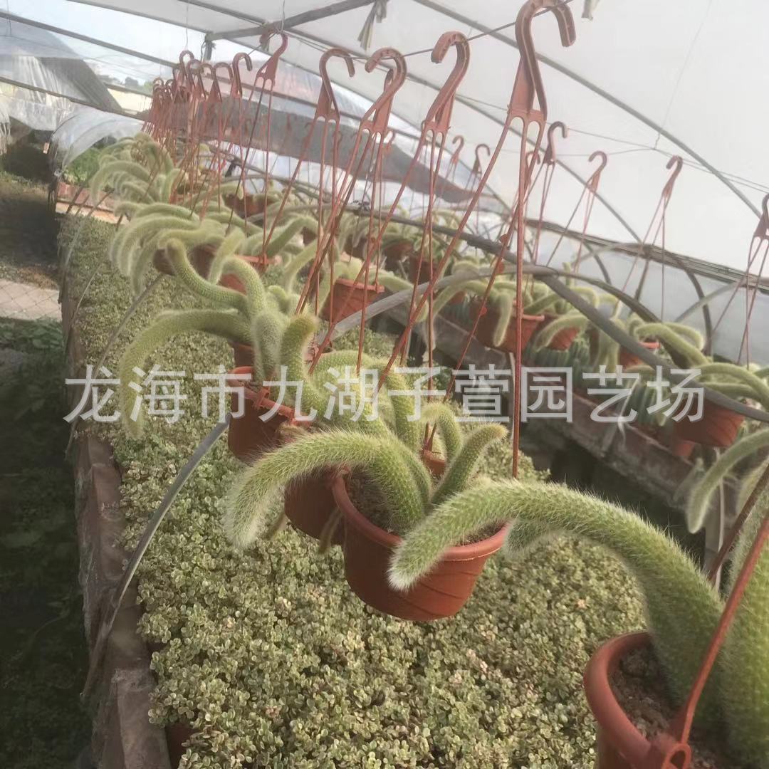 多头多肉植物尾柱群生九尾狐仙人球猴室内仙人掌批发沙生植物