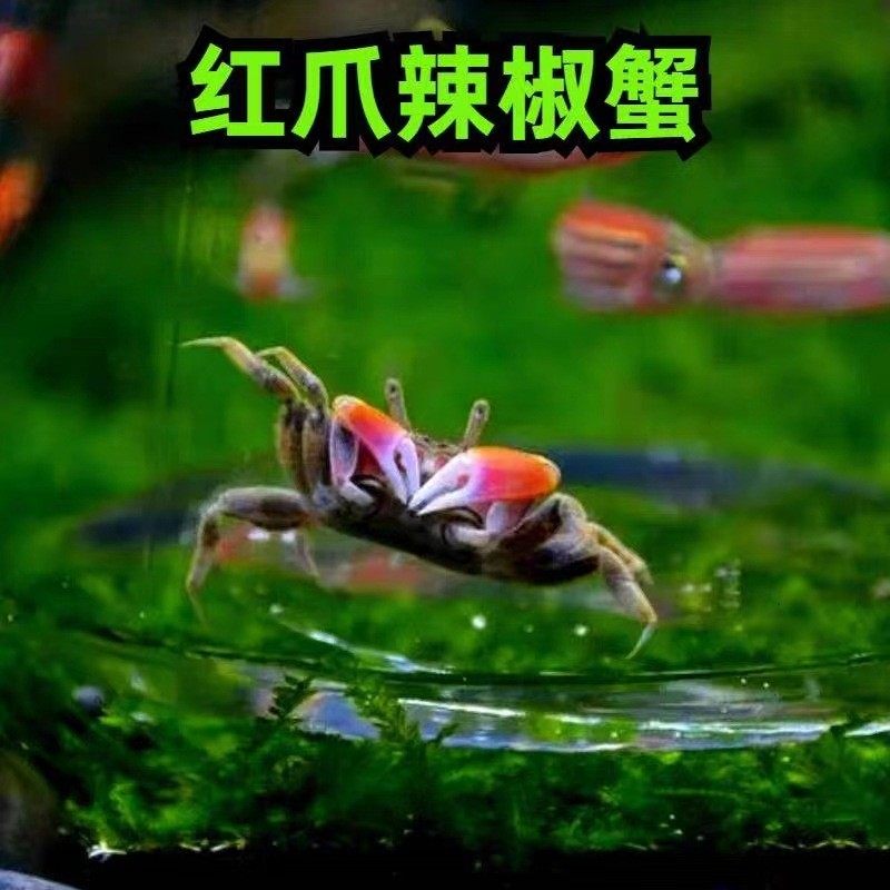 厂家直发批发辣椒蟹网红超萌豆豆蟹辣椒蟹相小螃蟹蟹手批发摆摊