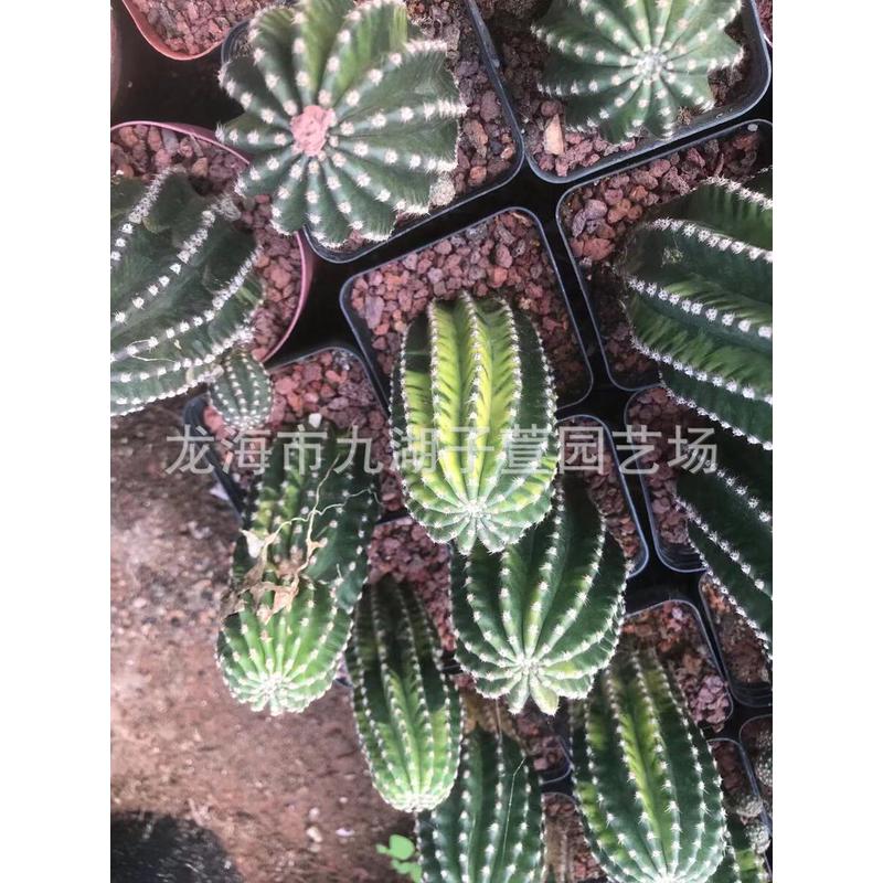 黑金刚植物柱形仙人掌开花仙人掌仙人球绿色景观锦盆景盆栽