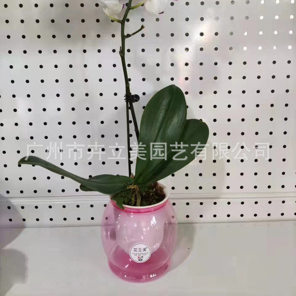 简约圆球形水培植物配套透明懒人自吸水桌面摆件塑料花盆批发花盆