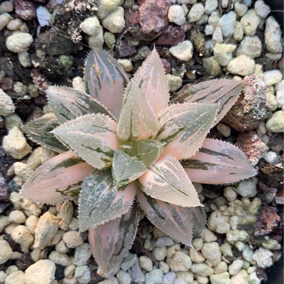 砂糖橘锦十二卷锦仙人球多肉植物基地直发小小盆栽绿植
