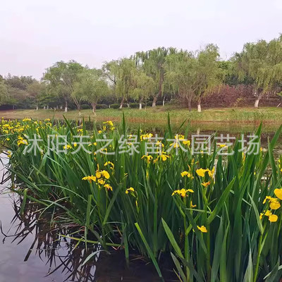 水培水生花卉美人蕉再草水竹旱伞力花黄菖蒲千屈菜苗池塘湿地植物