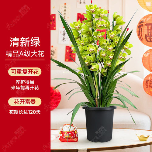 大花蕙兰盆栽直兰带花苞花剑客厅室内好养年宵花绿植喜庆花卉植物