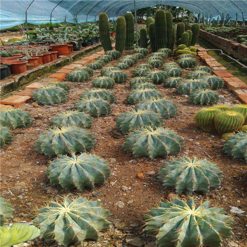 植物王冠龙蓝筒掌大型沙生植物造景仙人球花卉盆栽基地直发