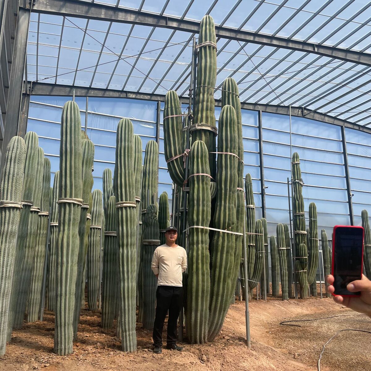 湖北沙漠植物仙人掌量天尺 浙江仙人球仙人柱 江苏仙人球大戟阁