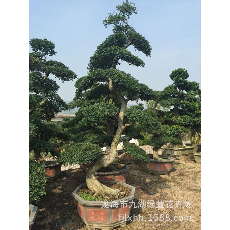 福建s浙江榆树桩头价格漳州榆树桩景报价造型榆树盆景种植基地