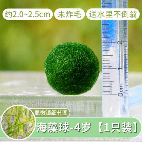 海藻微景观生态瓶室内鱼缸水生莫球藻桌面水培创意迷你植物球马里