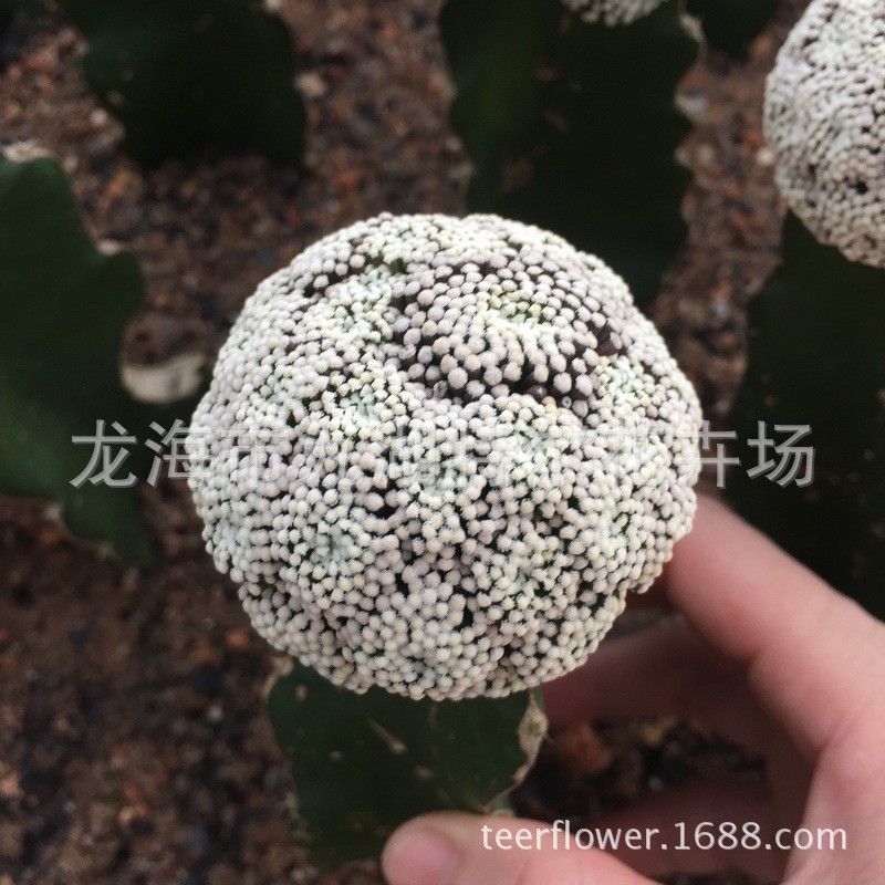 仙人掌科三角松针牡丹】4cm带【桩