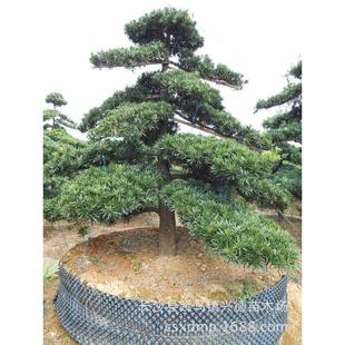 公分8/10/12/15批发造型罗汉松盆景罗汉松球树形价格实在