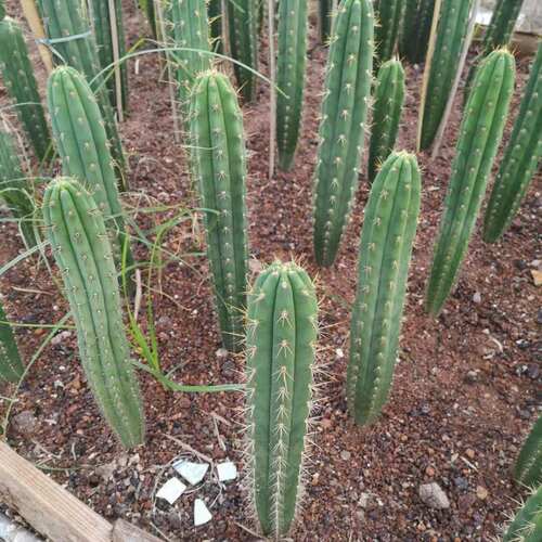 大智冠多闻柱仙人柱沙漠多肉植物仙人掌好管理沙漠景观绿植