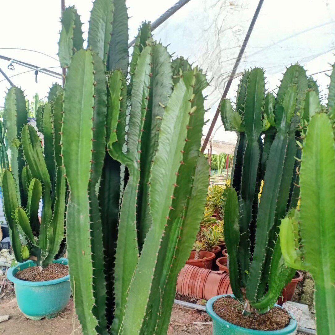 大戟阁仙人球仙人球景观直发基地造景沙生植物