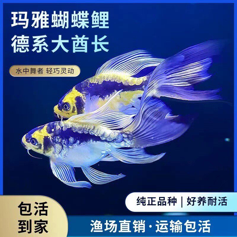台湾狮子头贵妃纯种短球体身蝴蝶鲤鱼锦鲤耐寒淡水冷水观赏鱼苗