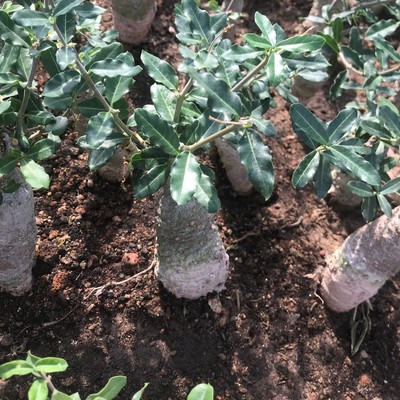 盆栽掌形不含盆萝火星人块根多肉藦科多肉植物仙人球仙人掌批发