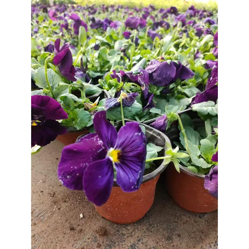 大栽三色堇冬季耐寒草花猫脸花三色堇花苗盆栽地花绿化苗多色包邮