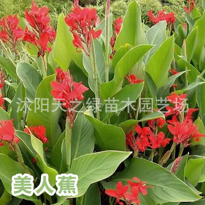 草水生花卉美人蕉旱伞水培水竹再力花黄菖蒲千屈菜苗池塘湿地植物