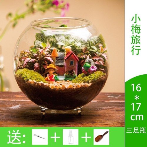 微景观瓶微观苔藓绿植物生态瓶组合盆栽玻璃diy材料包盆景套装