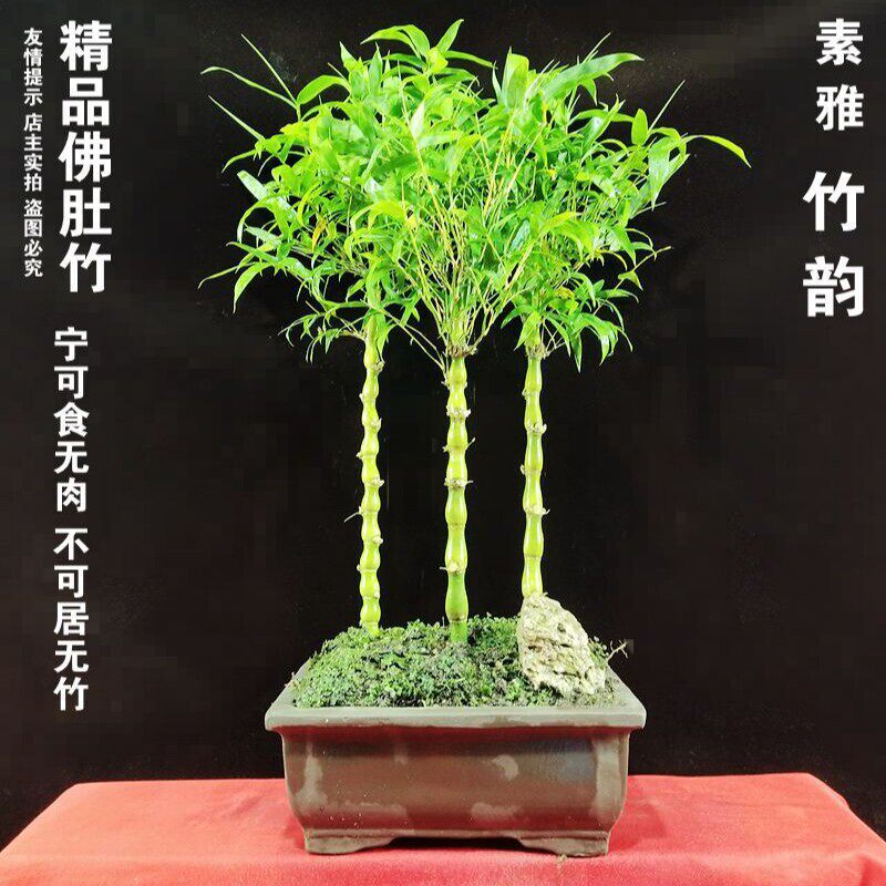 竹盆栽罗汉佛肚竹室内外庭院四季绿植葫芦竹观赏竹竹子植物好养活