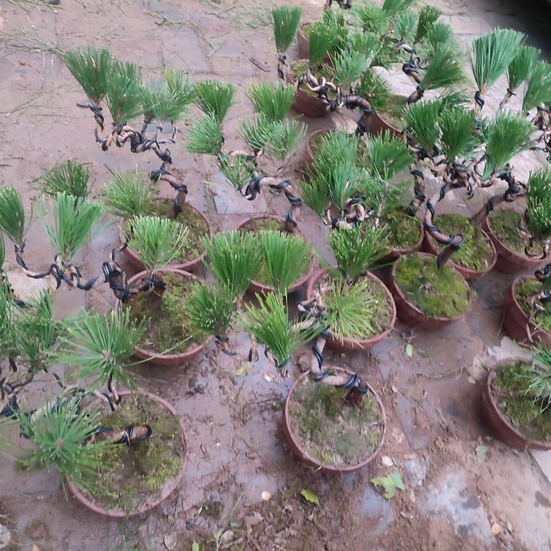 微型黑松盆景老桩矮霸造型迎客松悬崖式造型美观四季常青绿植盆栽