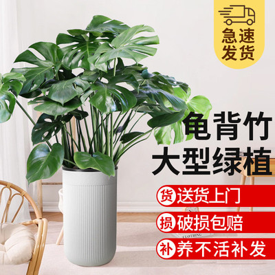 龟背竹客厅大型盆栽花卉室内绿植吸甲醛四季常青大叶懒人花盆植物