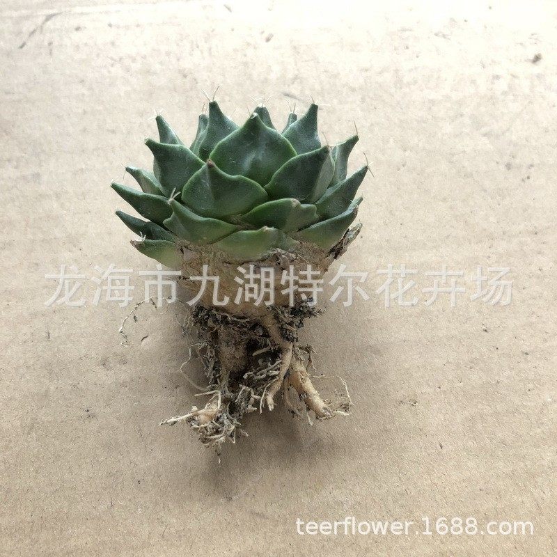 帝冠大棚直售绿植盆栽室内仙人球,鲜花速递/花卉仿真/绿植园艺,多肉植物,淘宝优惠券,粉丝福利购,淘宝优惠卷