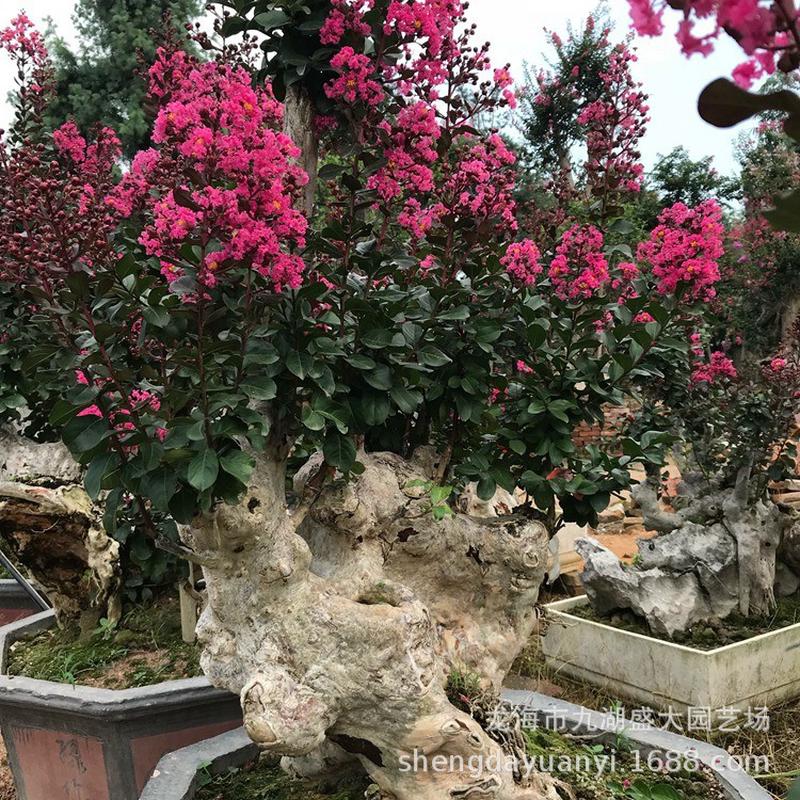 山东紫薇桩头福建批发造型紫薇桩浙江桩树桩安徽紫薇古紫薇