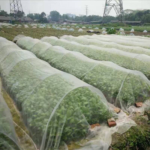 植物防虫网防虫罩防尘尼龙网.蔬菜大棚防鸟网园艺果园网.普通款
