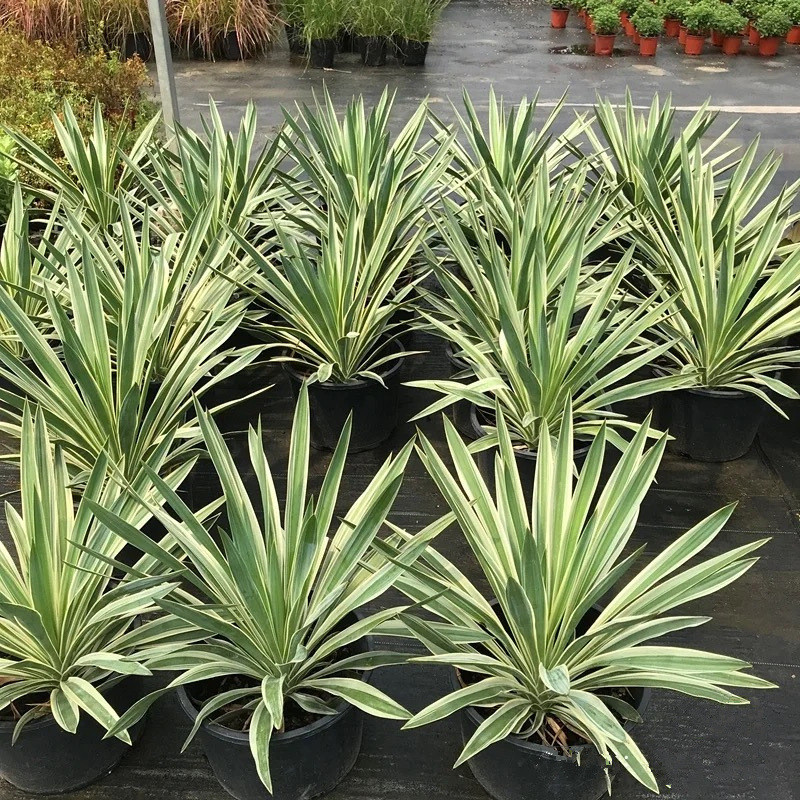 金边凤尾兰盆栽耐旱耐晒沙生花镜庭院龙舌兰别墅阳台植物花镜绿化