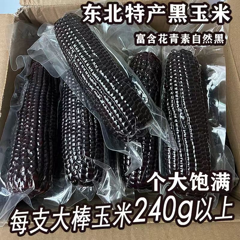 【10根大棒黑玉米】正宗东北黑糯玉米香甜黏糯粘新鲜非转基因餐代