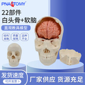 pnt 0158nao人体头骨可拆卸模型纯白头骨22部件白头骨 软脑