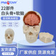 pnt 0158nao人体头骨可拆卸模型纯白头骨22部件白头骨 软脑