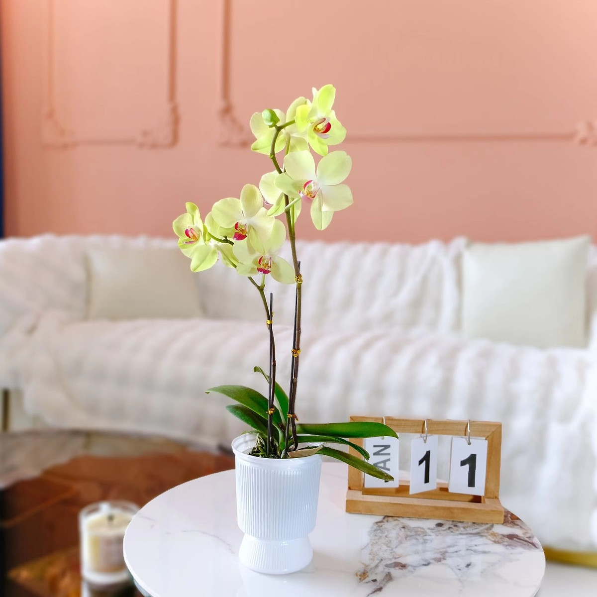 花卉盆栽带花精品兰花大花冬季开花客厅室内绿植蝴蝶兰好养活花苗