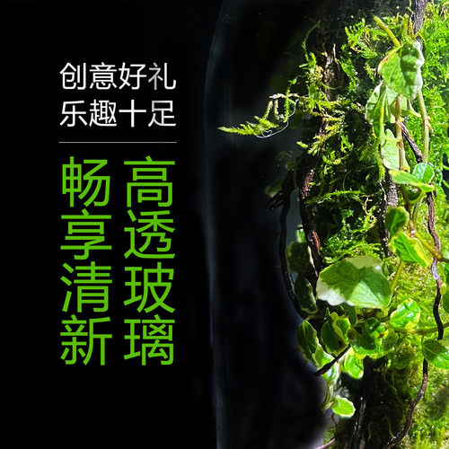 【阿凡花叶生态瓶】微景观达霹雳植物生态瓶室内桌面阳台景观摆件