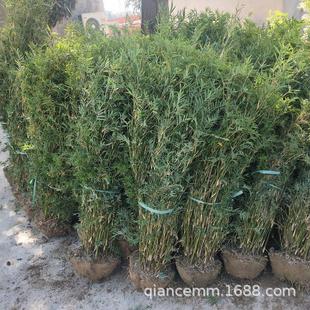 凤尾竹苗慈孝竹苗盆栽庭院花园竹子观赏竹风景竹类四季常青南北方
